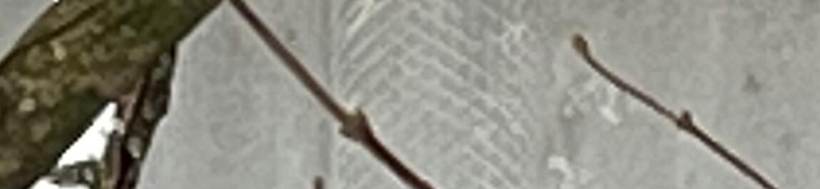 Наши кормушки в парке «Усадьба Трубецких».