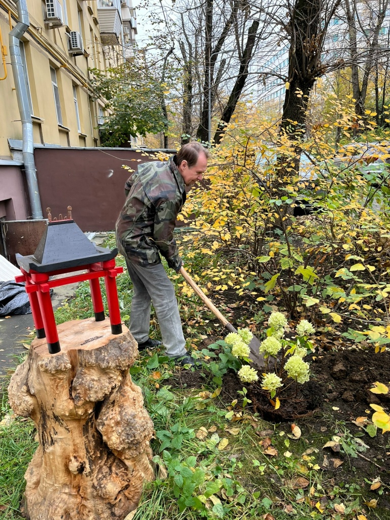 Белая гортензия во дворе Форпоста