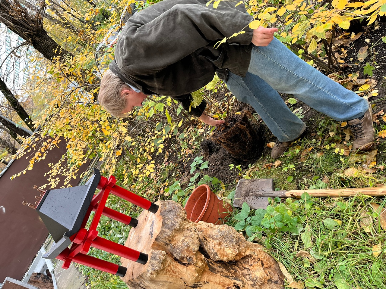 Белая гортензия во дворе Форпоста